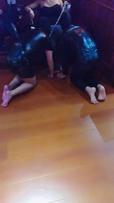 【药神】多只狗狗争抢舔脚 bf20480_HD绳艺资源