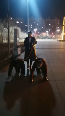 【冷御绳艺导师】高贵绳艺导师户外溜双狗奴 bf26991_HD绳艺资源