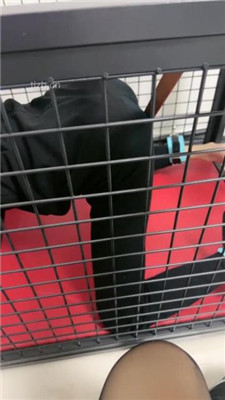 图片[7]_【狠欣然】圈养犬化情侣奴【中】_HD绳艺资源