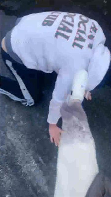 图片[4]_【酒鸽】大冬天户外遛狗虐_HD绳艺资源