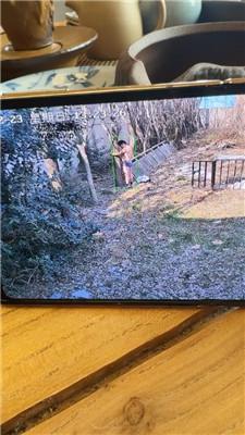 【沅芷大人】后院绑树上狠训练/抽的惨叫连连 bf50646_HD绳艺资源