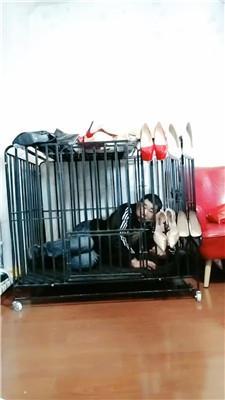 【冰炫】囚禁狗笼犬化【双视角版】 JS250315-36_HD绳艺资源