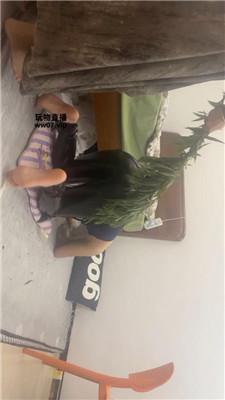 饭饭 重度sp专场 JS250504-26_HD绳艺资源