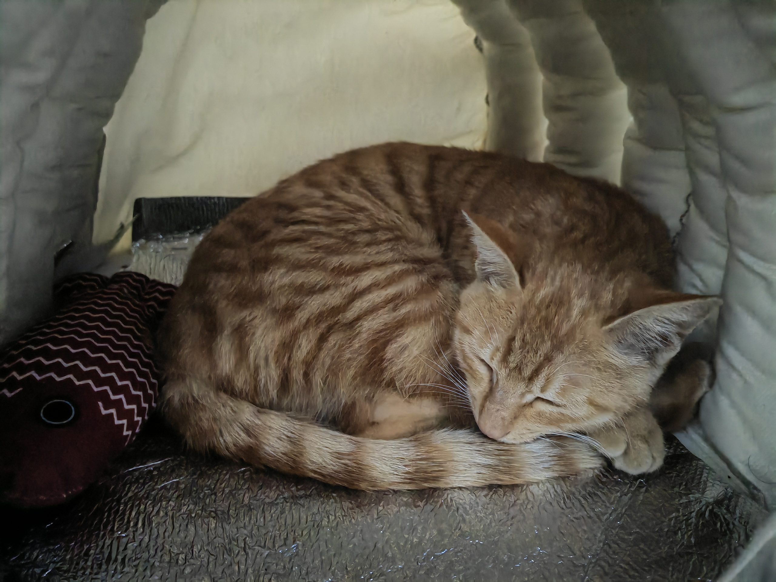 next的头像_HD绳艺资源