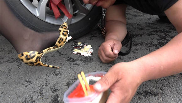 猪奴雨天的生日