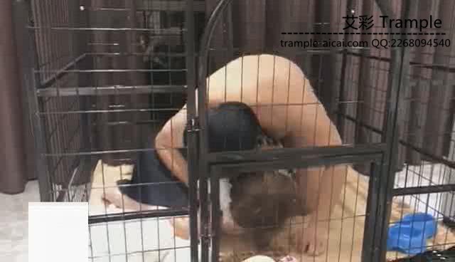 ViVi， 狗洞房