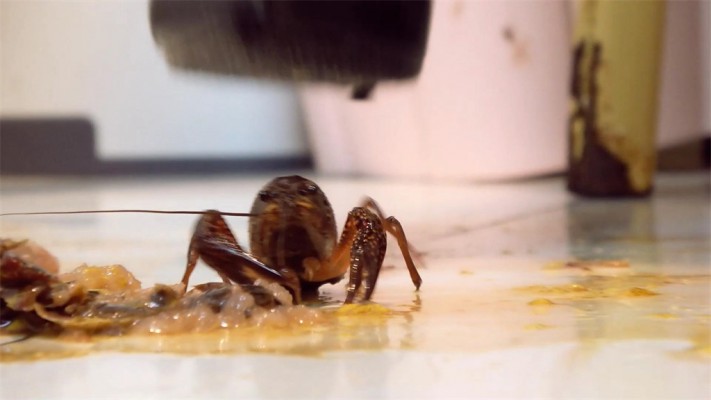 【婧児小主】晓G全语言GTS Crush双靴小奴隶们戏谑嘲笑把龙虾踩成肉酱 YC-220523-7