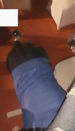 vivi,跨年夜车展遛狗_HD绳艺资源