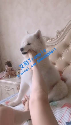 美足踢玩具合集2