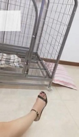 【冷柔s】狗笼调狗